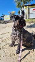 Load image into Gallery viewer, Premium Dog Harness Oxford Collar Lead Bow Tie - Teddy DogWear
