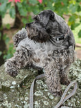 Load image into Gallery viewer, Plaid Light Collar - Teddy DogWear
