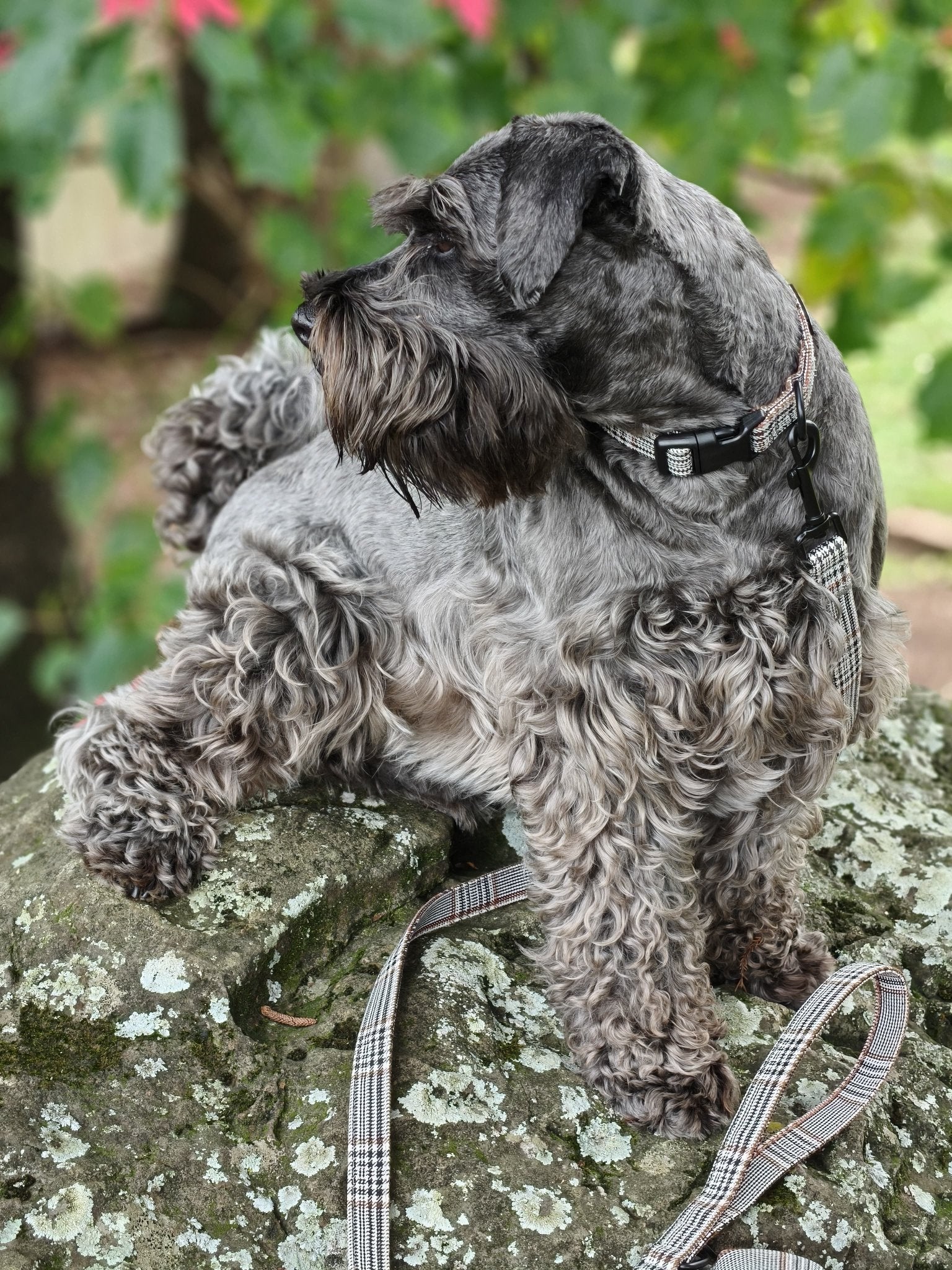 Plaid Light Collar - Teddy DogWear