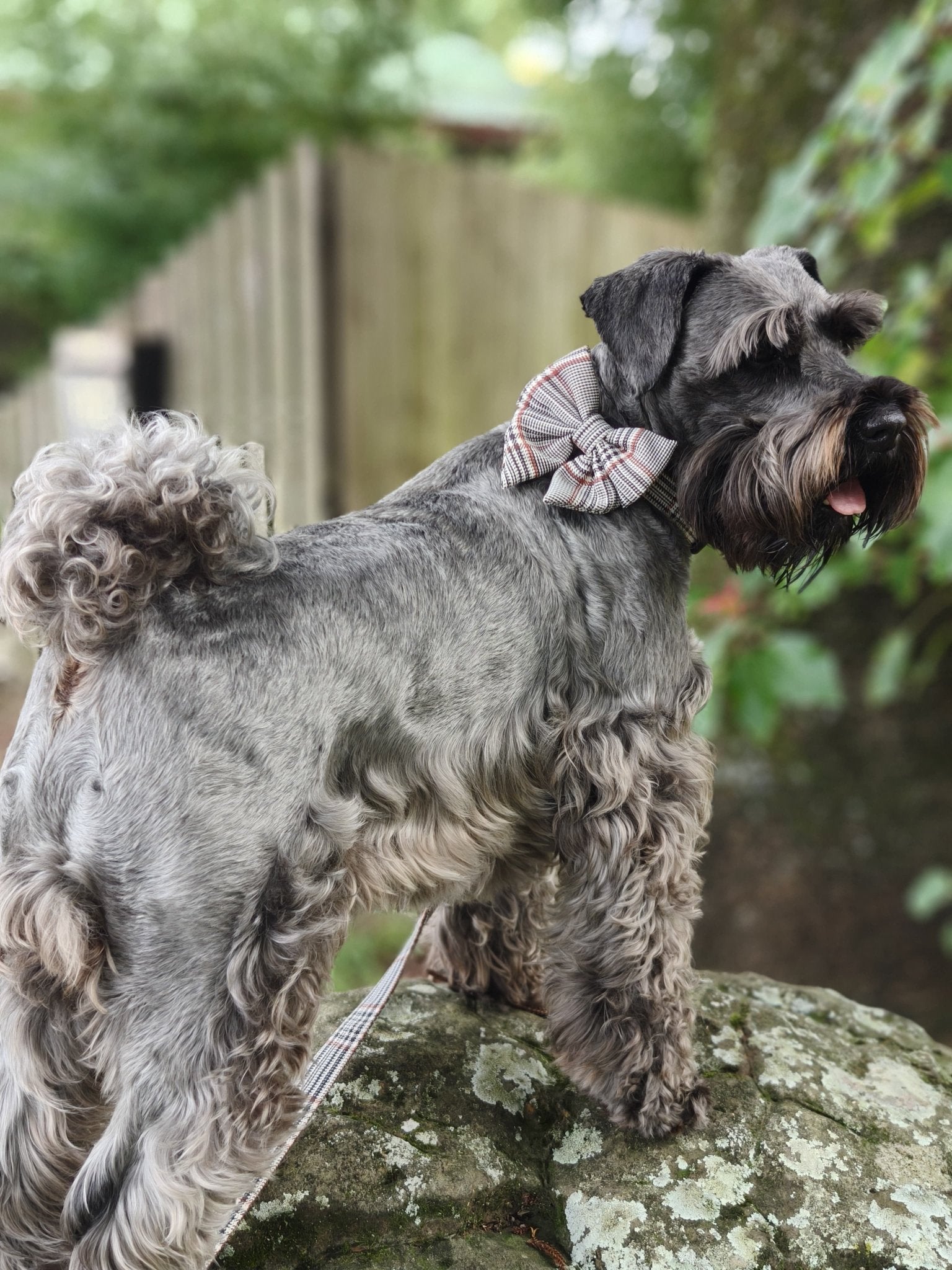 Light Plaid Sailors Bow Tie - Teddy DogWear