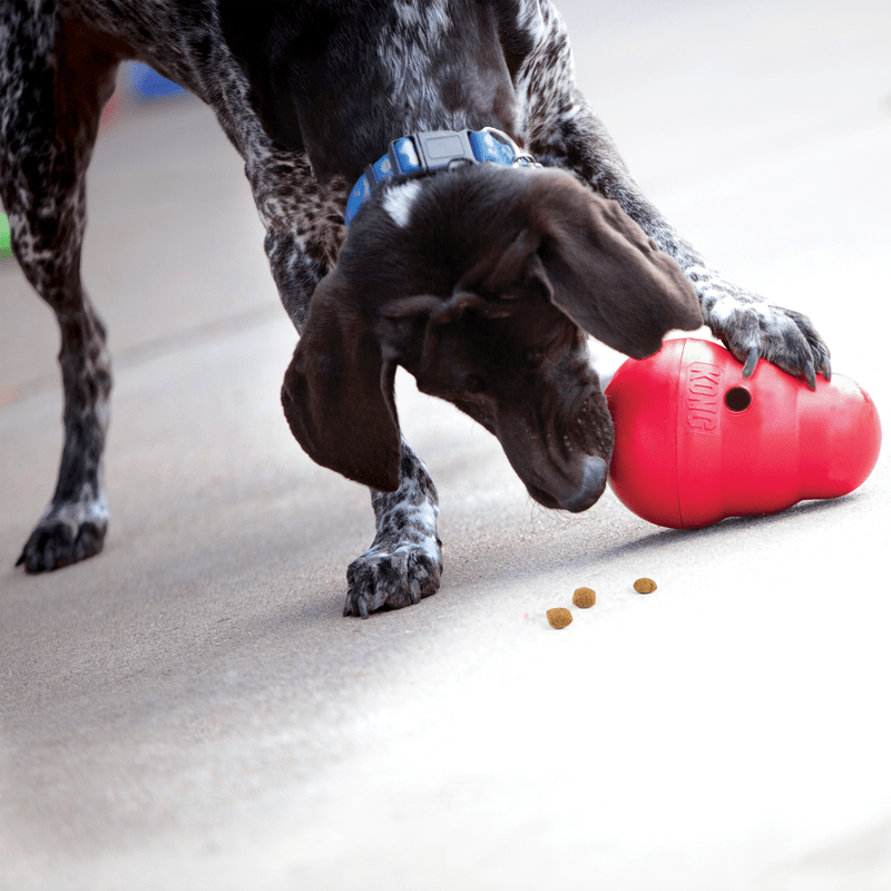 1 x KONG Wobbler Large - Teddy DogWear