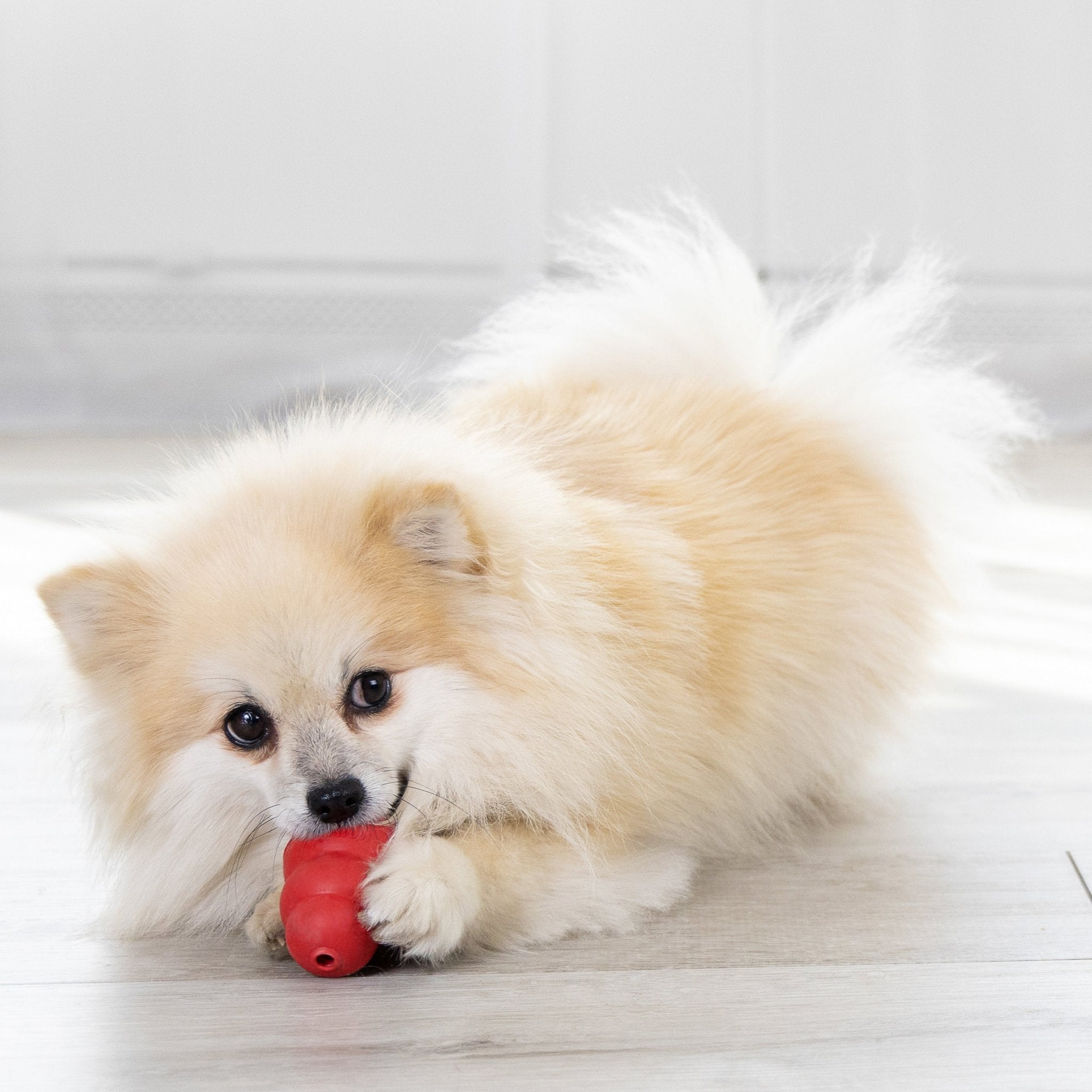 KONG Classic Small - Teddy DogWear