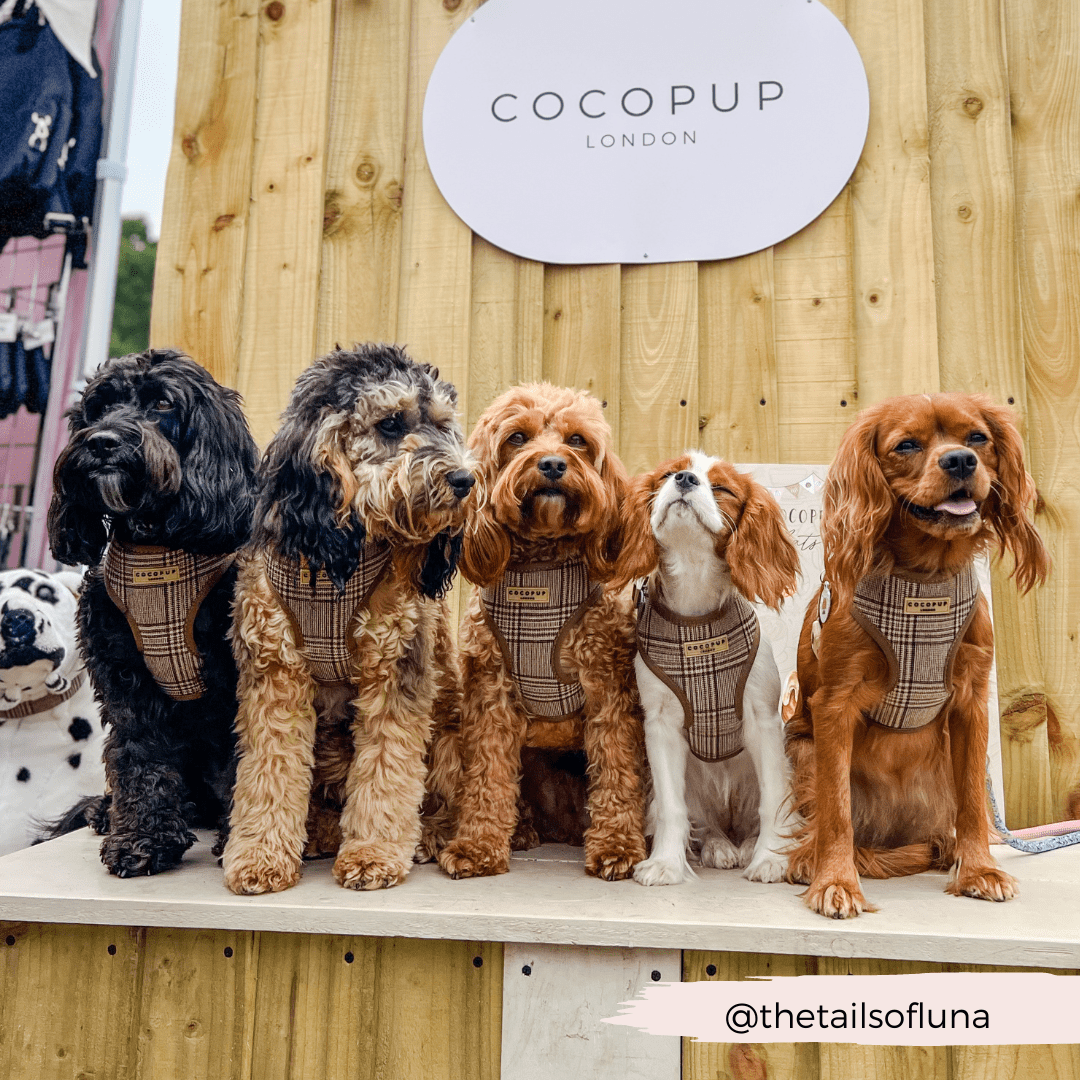 Cocopup London - Pup Plaid Adjustable Neck Harness - Teddy DogWear