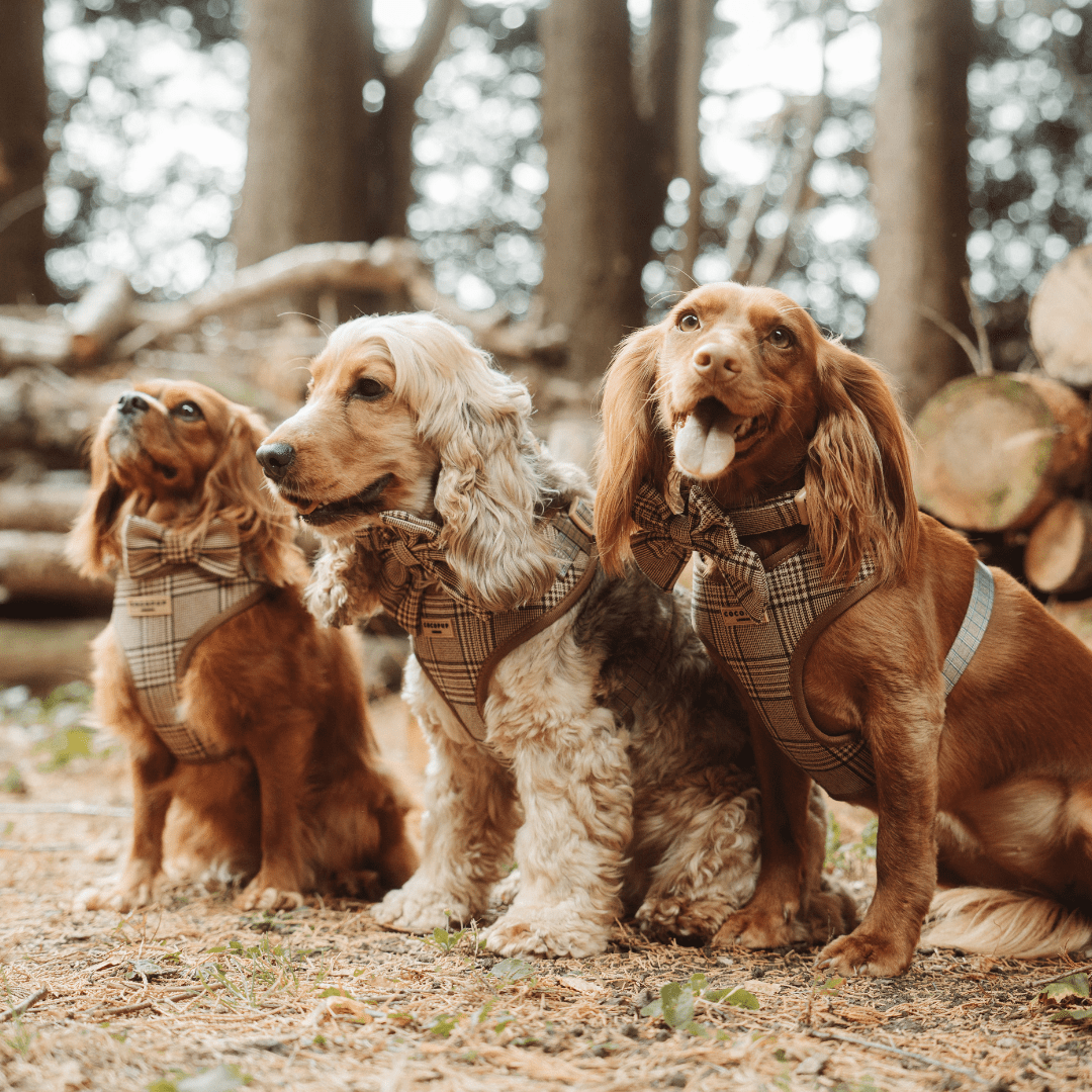 Cocopup London - Pup Plaid Collar - Teddy DogWear