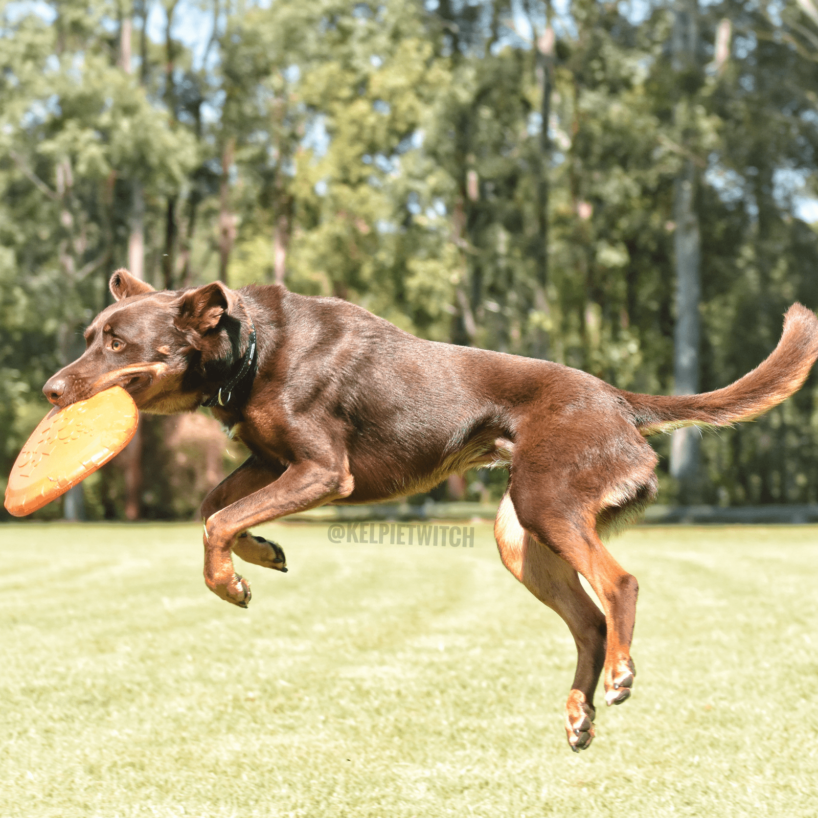 Rover Pet Products - Original Bottle Top Flyers - Teddy DogWear