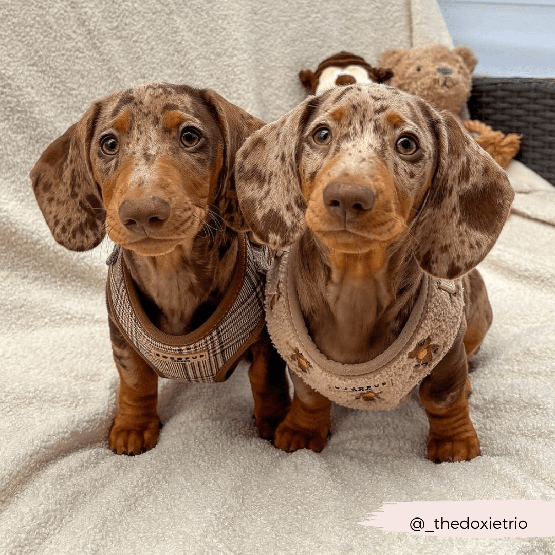 Cocopup London - Pup Plaid Adjustable Neck Harness - Teddy DogWear