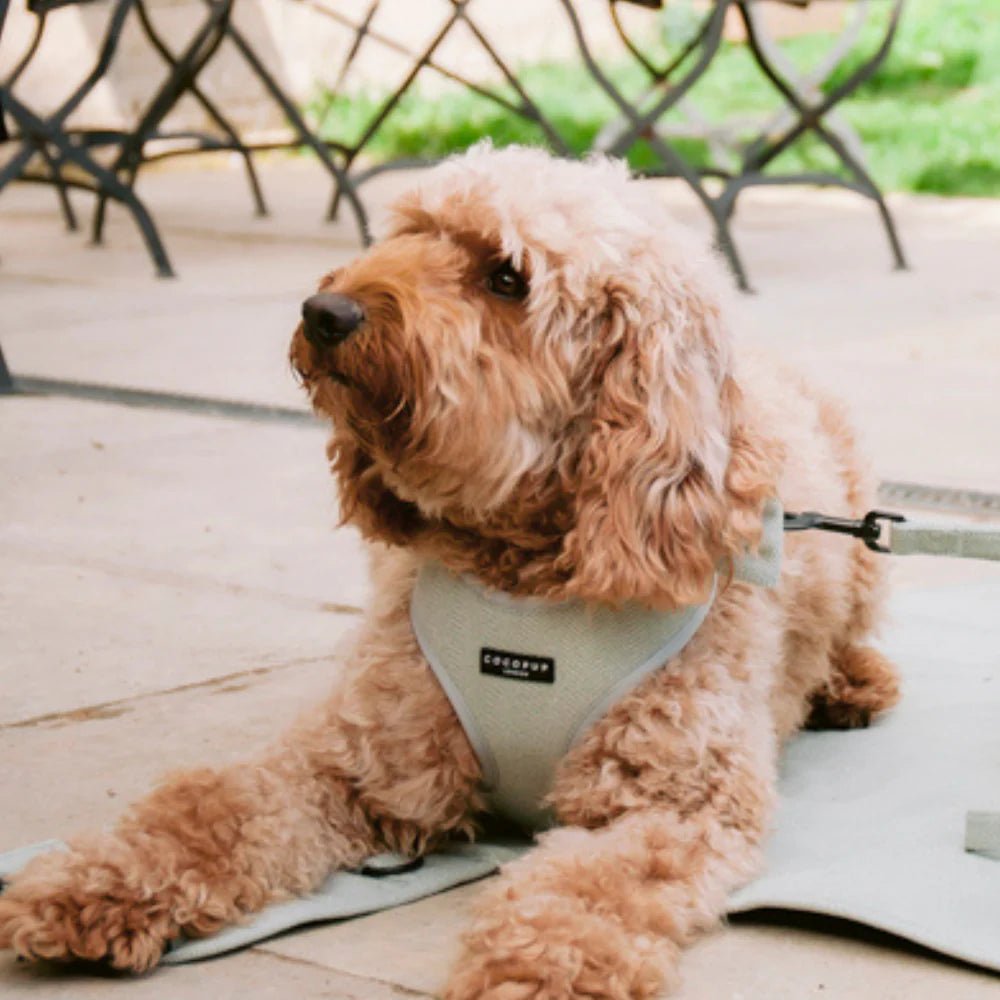 Cocopup London – Adjustable Neck Harness – Sage Tweed - Teddy DogWear
