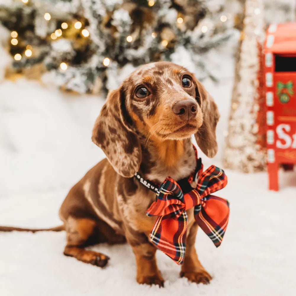 Cocopup London – Sailor Bow Tie – Tartan - Teddy DogWear