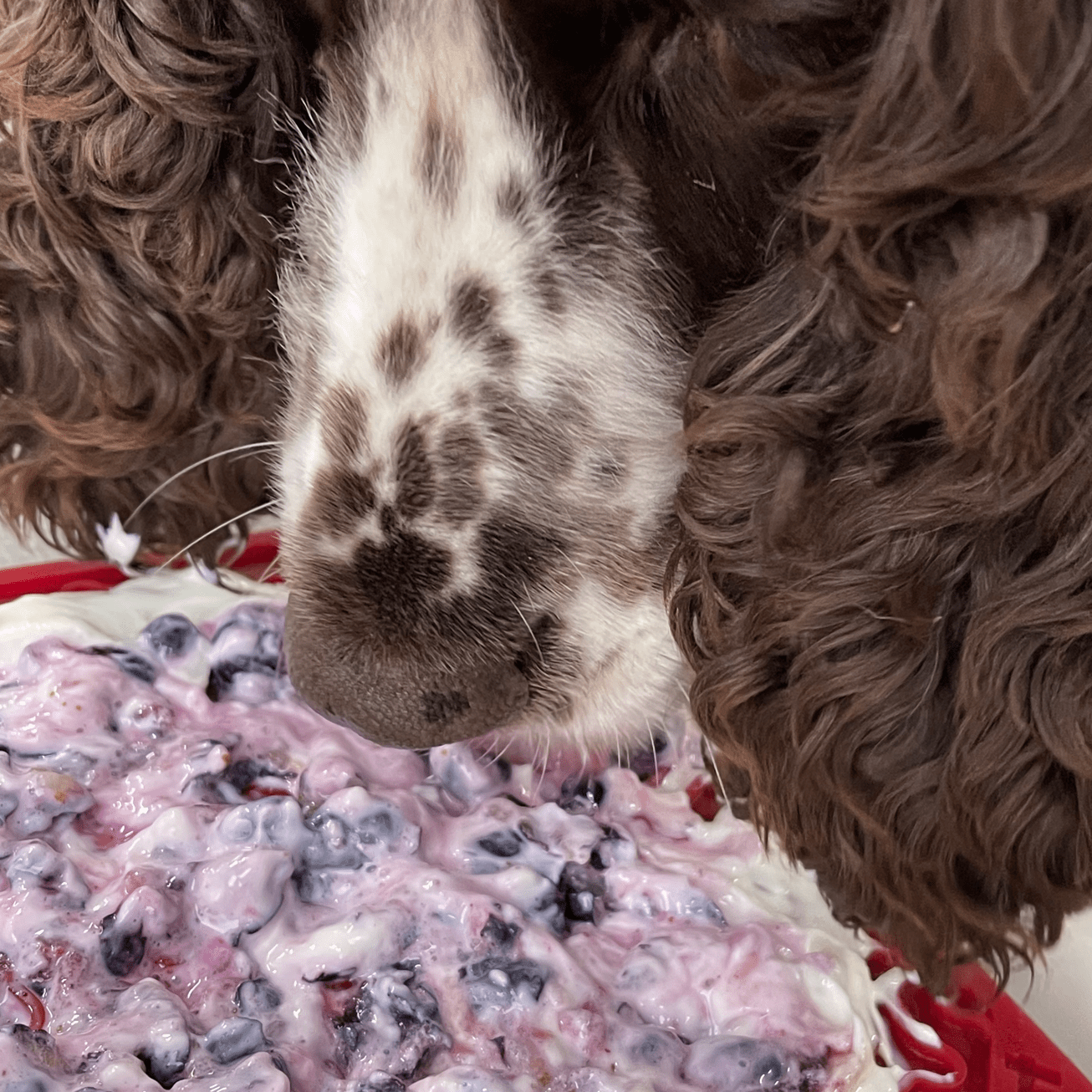 Soda Pup - Bones Emat Enrichment Lick Mat - Teddy DogWear