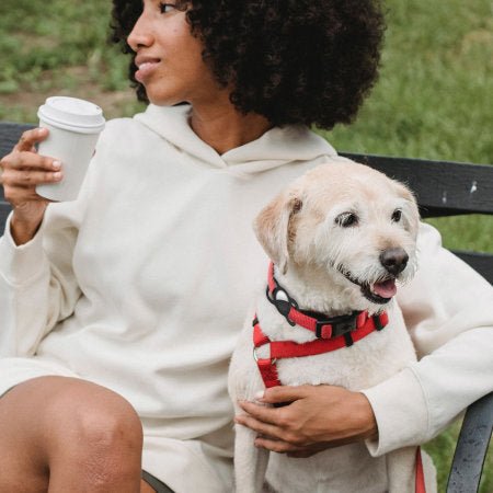 Pet Dog Air Tag Holder - Teddy DogWear