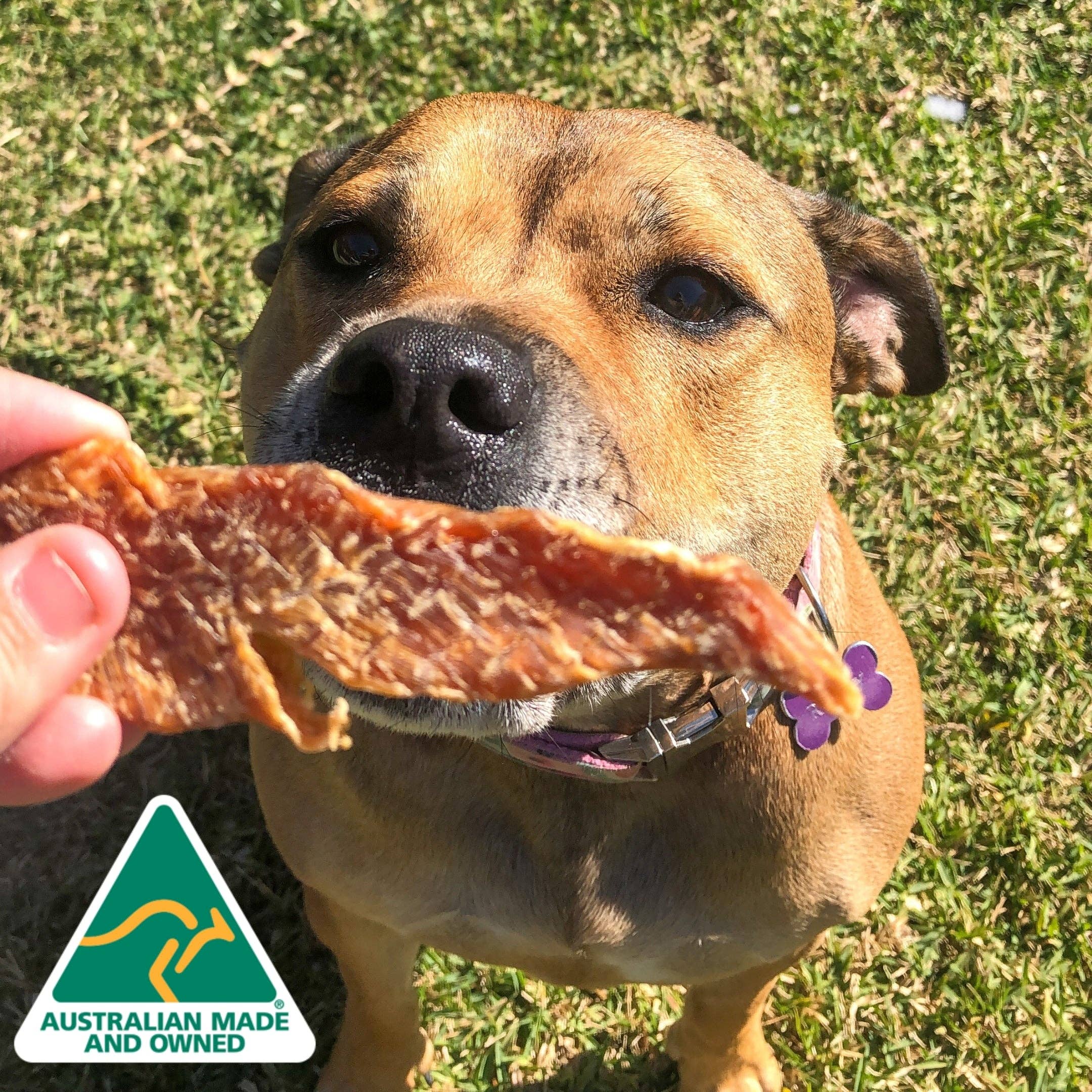 Rover Pet Products - Roast Chicken Dinner - Chicken Breast Jerky - Teddy DogWear