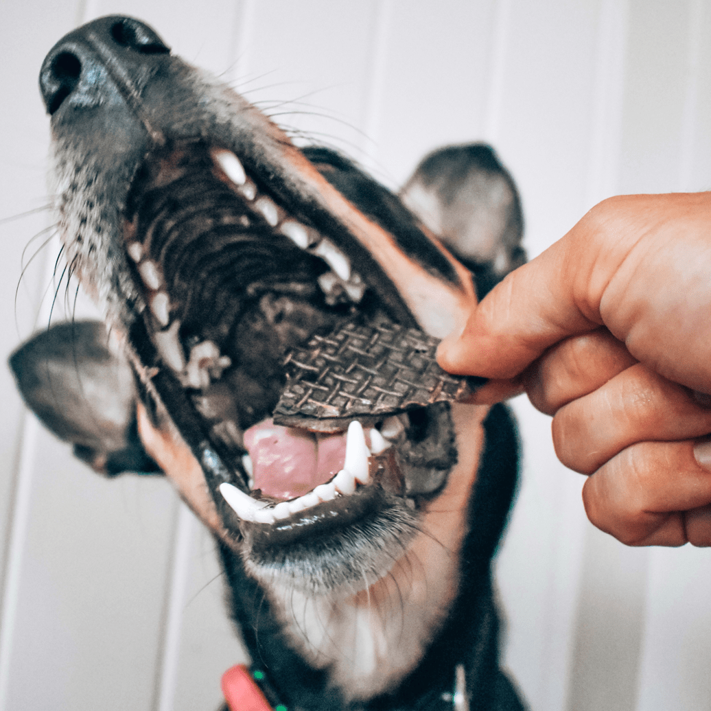 Rover Pet Products - Kanga Kidney - Kangaroo Kidney - Teddy DogWear