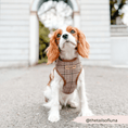 Load image into Gallery viewer, Cocopup London - Pup Plaid Adjustable Neck Harness - Teddy DogWear
