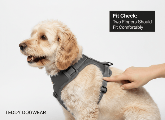 Teddy DogWear Harness, Collar Leash Pooh Bag Holder - Teddy DogWear